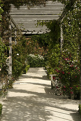 Image showing Dappled Walk