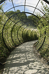 Image showing Decorative Walkway