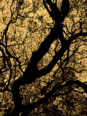 Image showing Abstract Tree