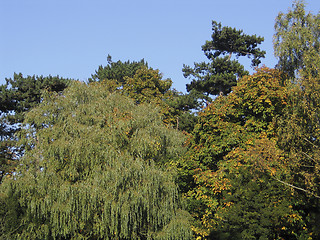 Image showing Early Autumn Treetops