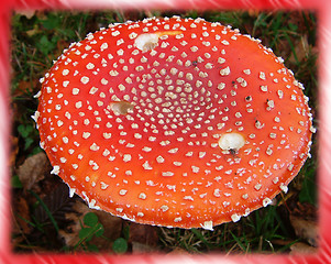 Image showing red toadstool