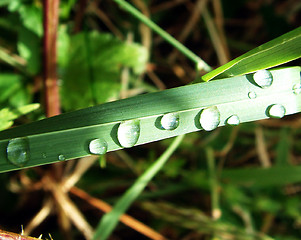 Image showing waterdroplets