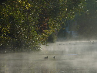 Image showing Ducks in the mist