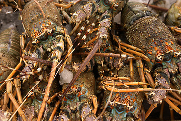 Image showing Lobsters