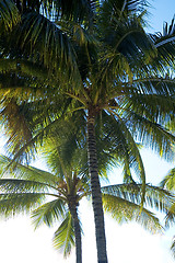 Image showing Palm trees on a tropical paradise