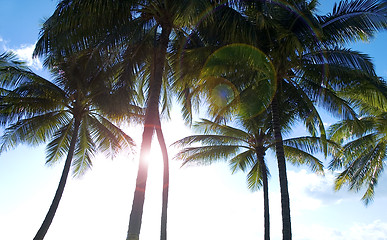 Image showing Palm trees on a tropical paradise