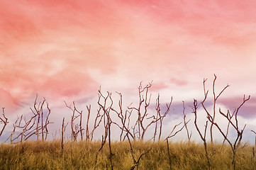 Image showing Dry grass