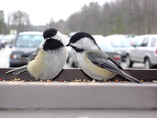 Image showing Birds in thr parking