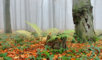Image showing forest in fog