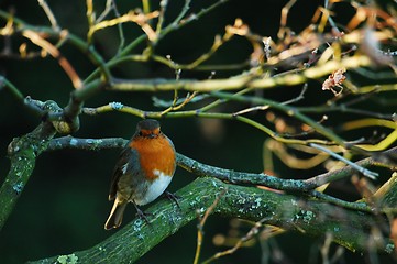 Image showing bird