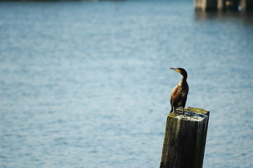 Image showing cormorant