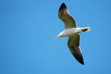 Image showing seagull