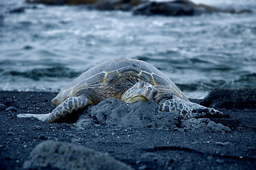 Image showing Turtle Resting On The Beach