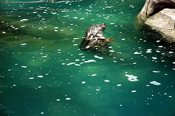 Image showing seal in zoo