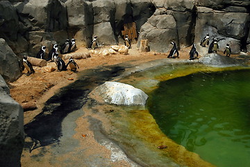 Image showing penguin in zoo