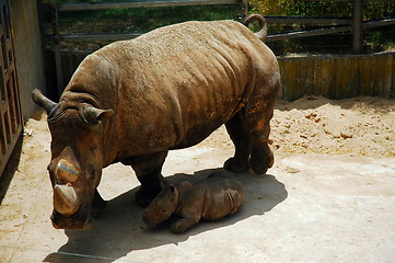 Image showing rhino