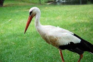 Image showing white stork