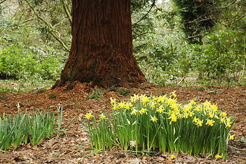 Image showing spring park