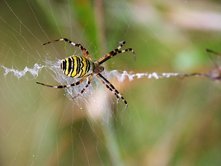 Image showing spider