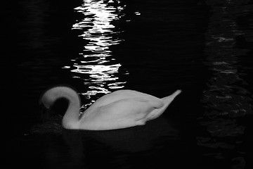 Image showing swan in the night