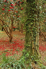 Image showing cardiff park