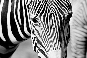 Image showing zebra