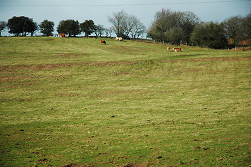 Image showing cows