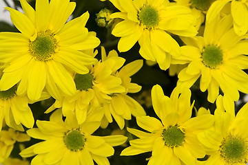 Image showing Yellow marguerites