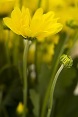 Image showing Yellow marguerites