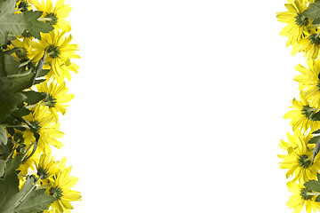 Image showing Yellow marguerites