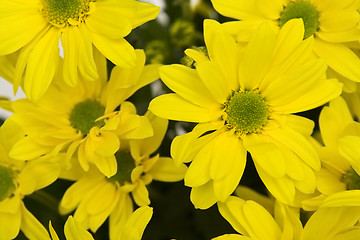 Image showing Yellow marguerites