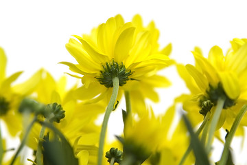 Image showing Yellow marguerites