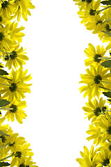 Image showing Yellow marguerites