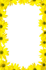 Image showing Yellow marguerites