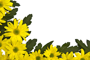 Image showing Yellow marguerites