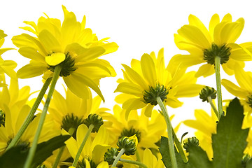 Image showing Yellow marguerites