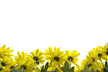 Image showing Yellow marguerites