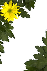 Image showing Yellow marguerites