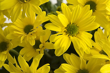 Image showing Yellow marguerites