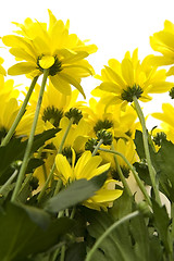 Image showing Yellow marguerites