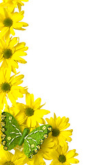 Image showing Yellow marguerites