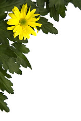 Image showing Yellow marguerites