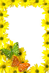 Image showing Yellow marguerites