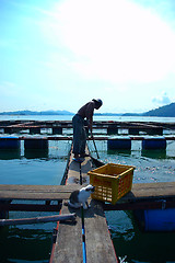 Image showing Fish Farmer