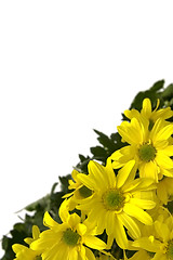 Image showing Yellow marguerites