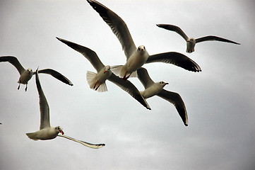 Image showing Sea Gulls