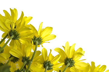 Image showing Yellow marguerites