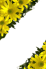 Image showing Yellow marguerites
