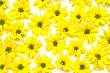 Image showing Yellow marguerites