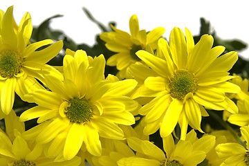 Image showing Yellow marguerites